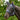Fliegenmaske Lucky Shetlandpony
